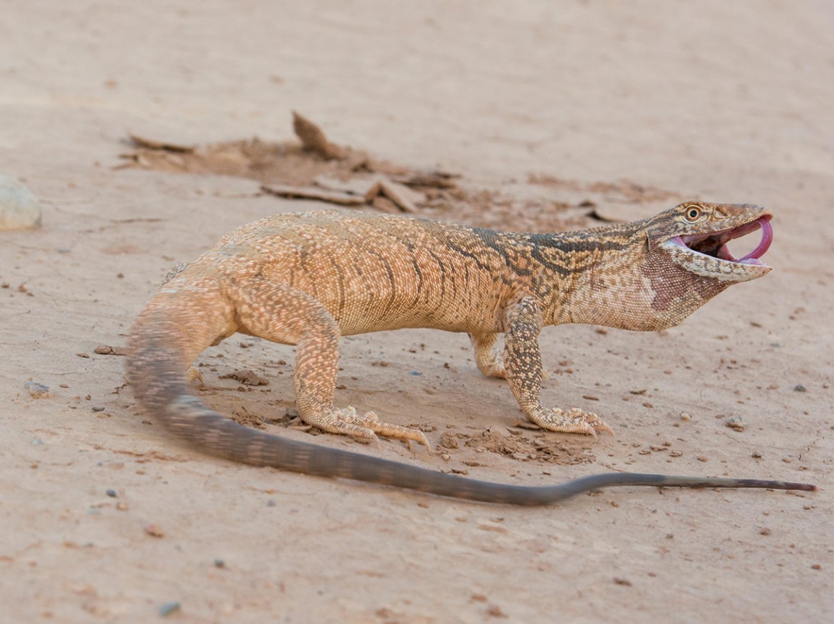 Ящерица круглоголовка в пустыне