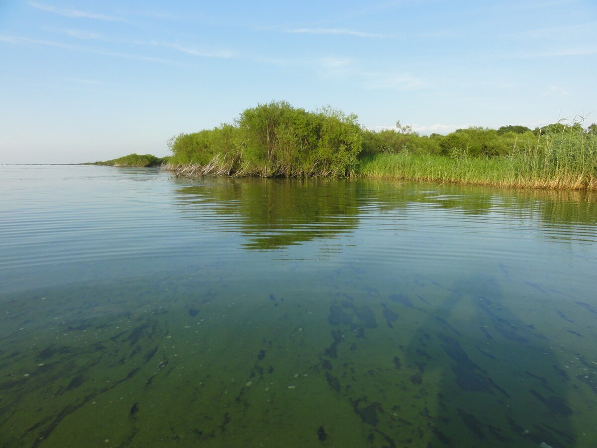 Мартышев Прудовое рыбоводство