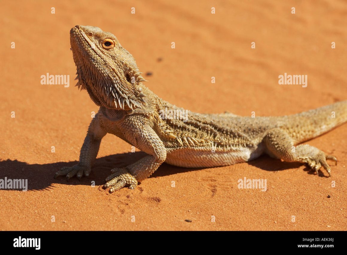 Песочная ящерица маленькая