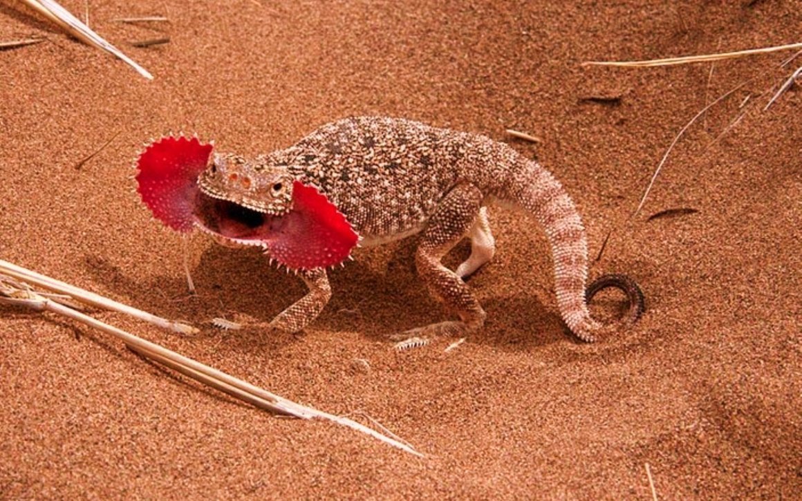 Солнечная ящерица