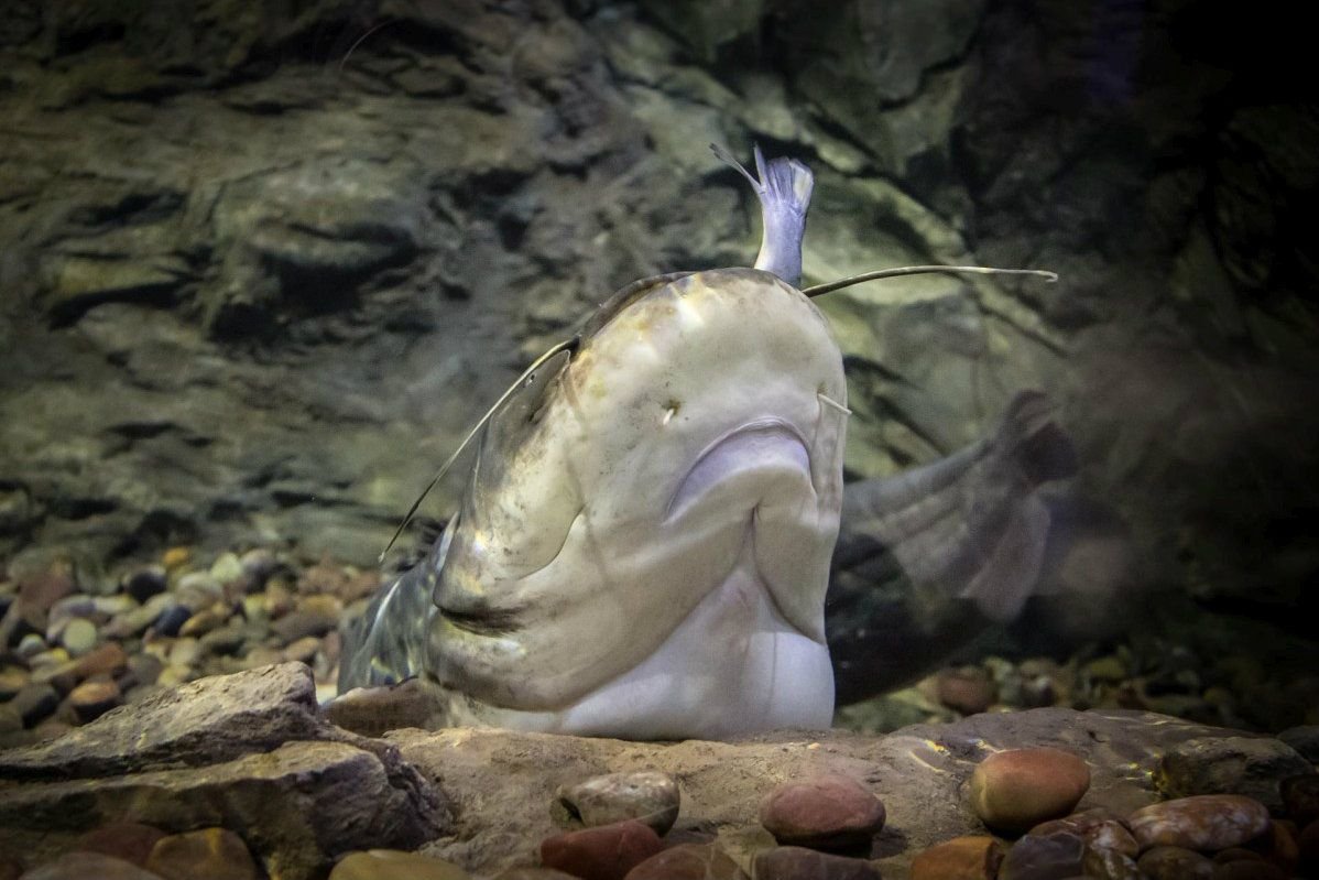 Сом Солдатова ханка