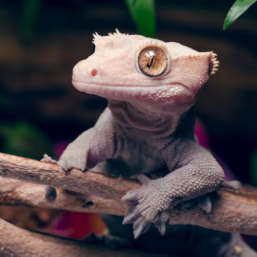 Ресничный геккон-бананоед