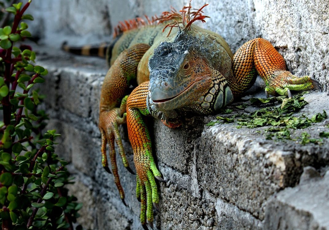 Причудливые ящерицы