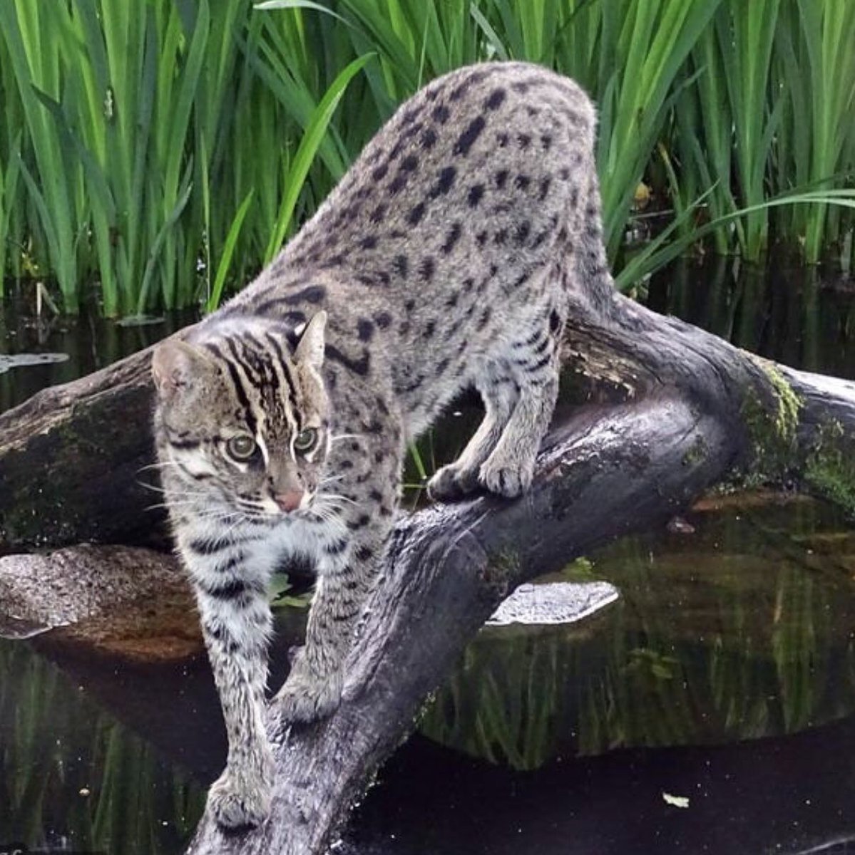 Виверровый кот рыболов