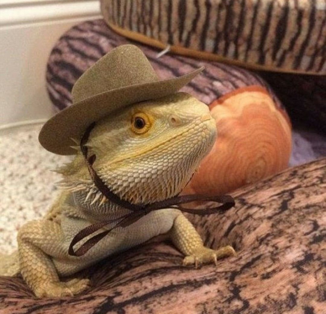 Фиолетовая бородатая агама