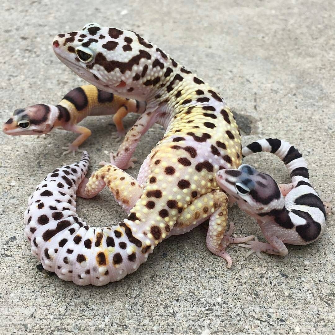 Тритон эублефар