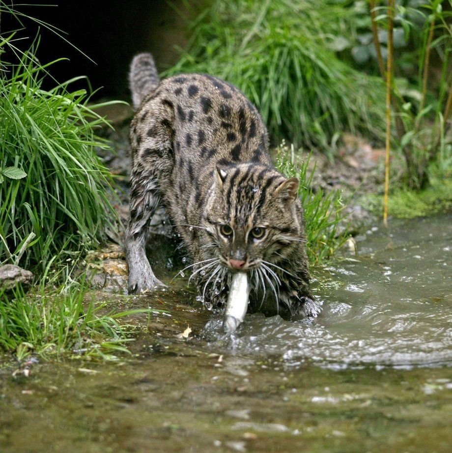 Водоплавающий кот
