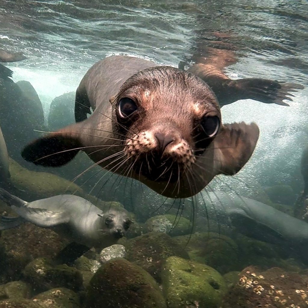 Плавающие животные