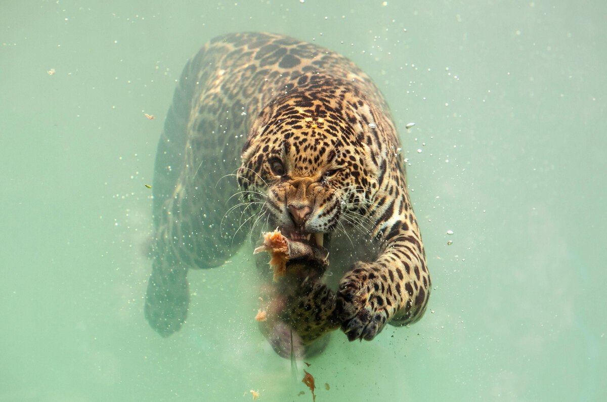 Ягуар плавает