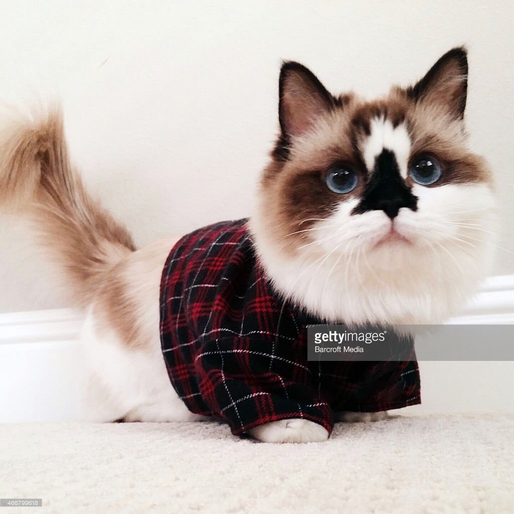 Манчкин кот