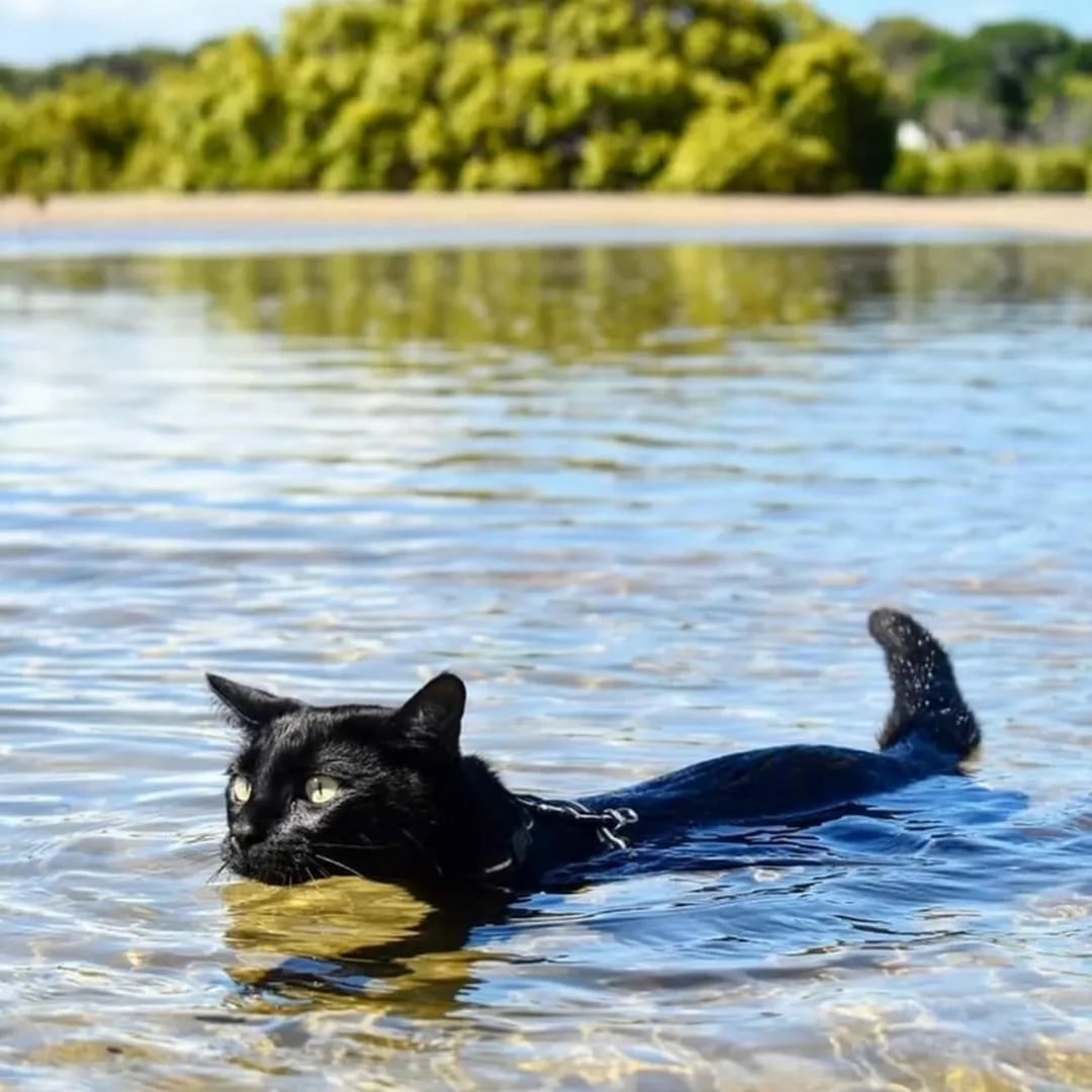 Кошка плавает