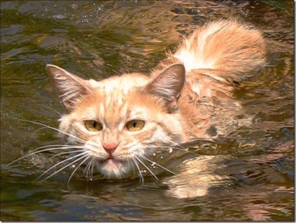 Кот в воде