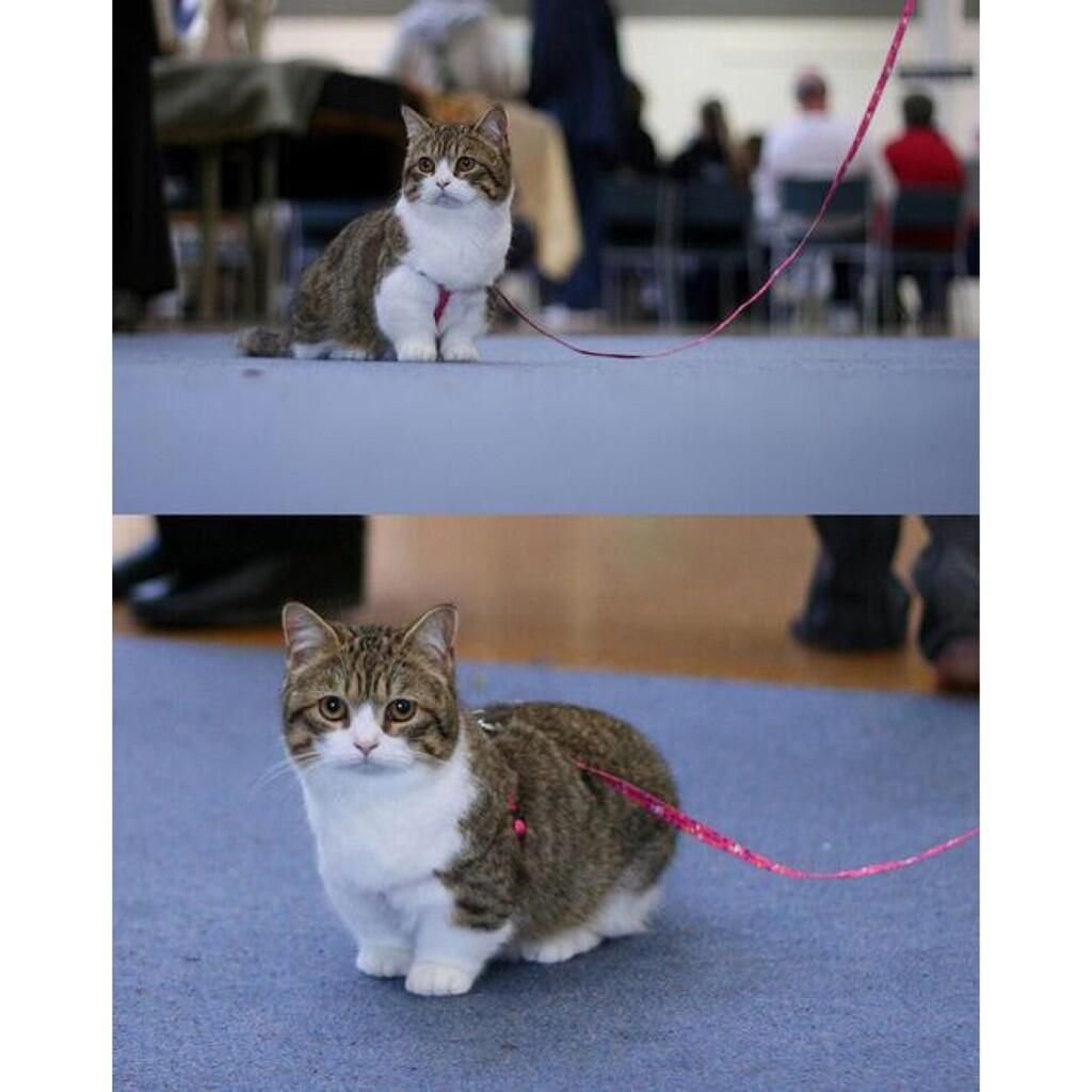 Манчкин рыжий вислоухий