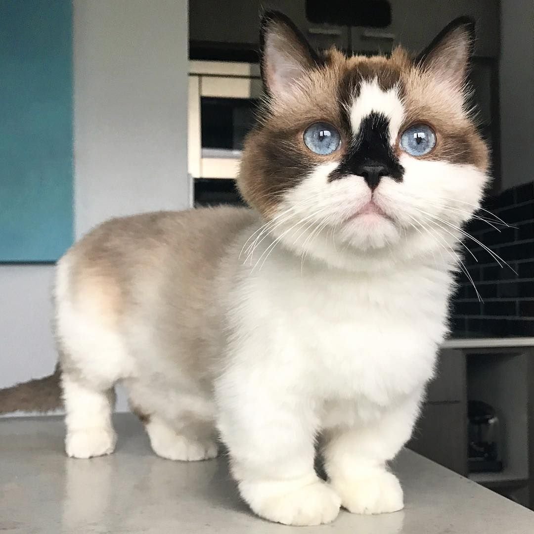 Персидская Золотая шиншилла