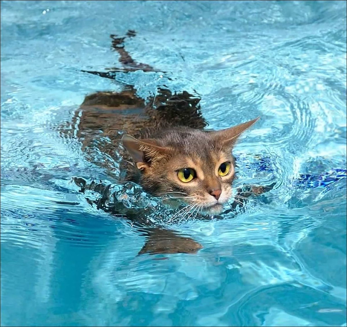 Кошка в воде