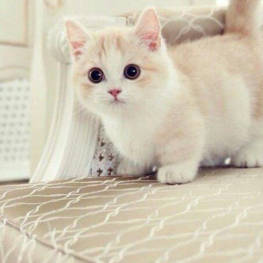 Манчкин (порода кошек)