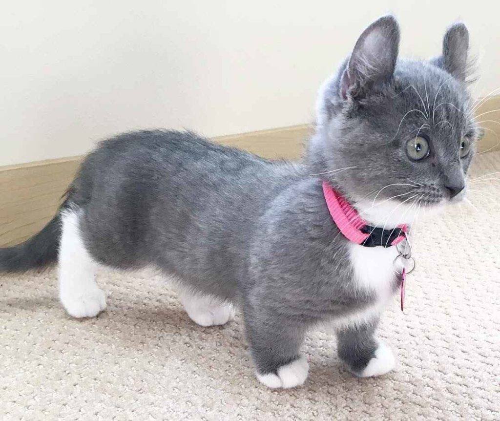 Манчкин порода