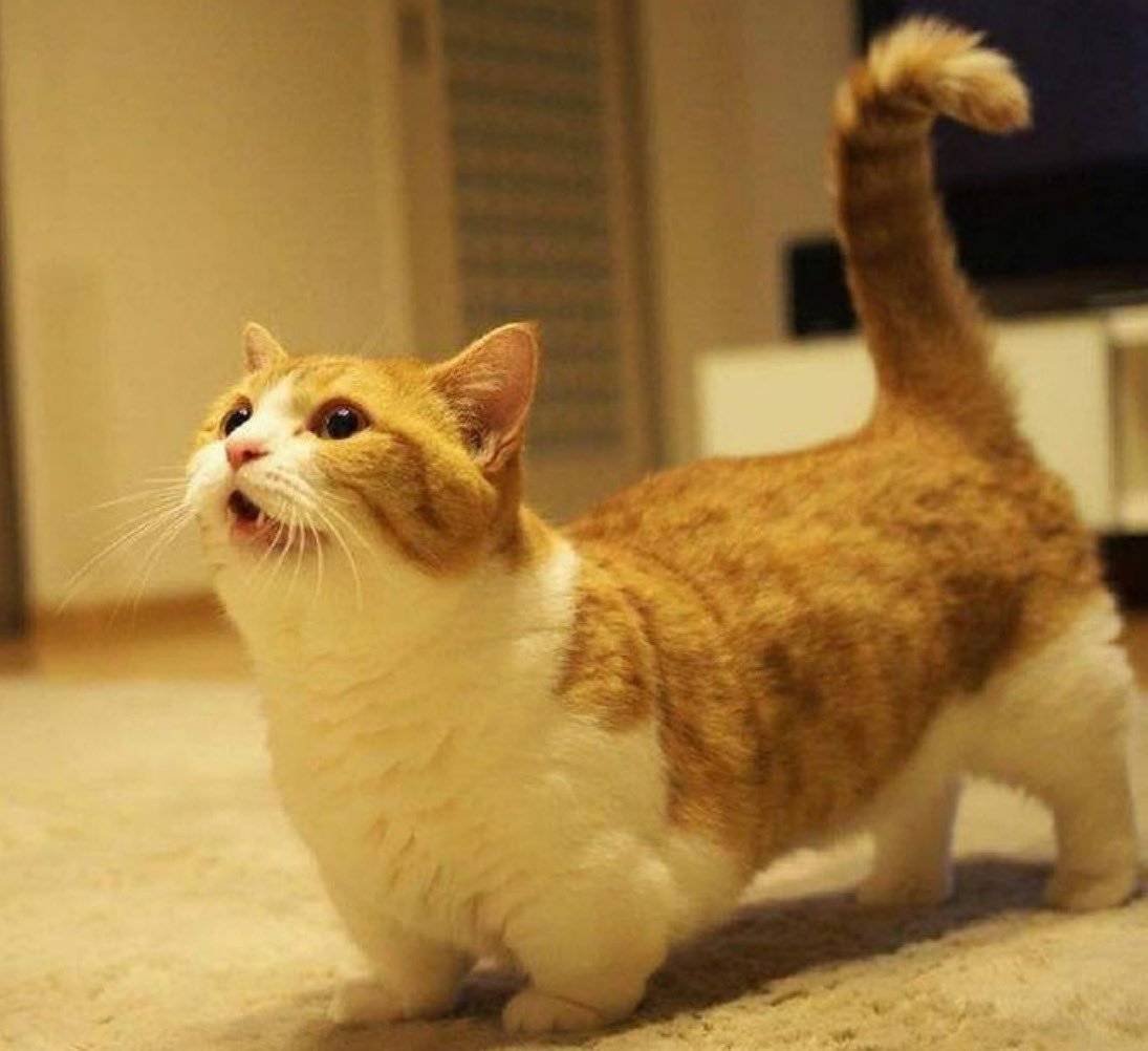 Манчкин бобтейл