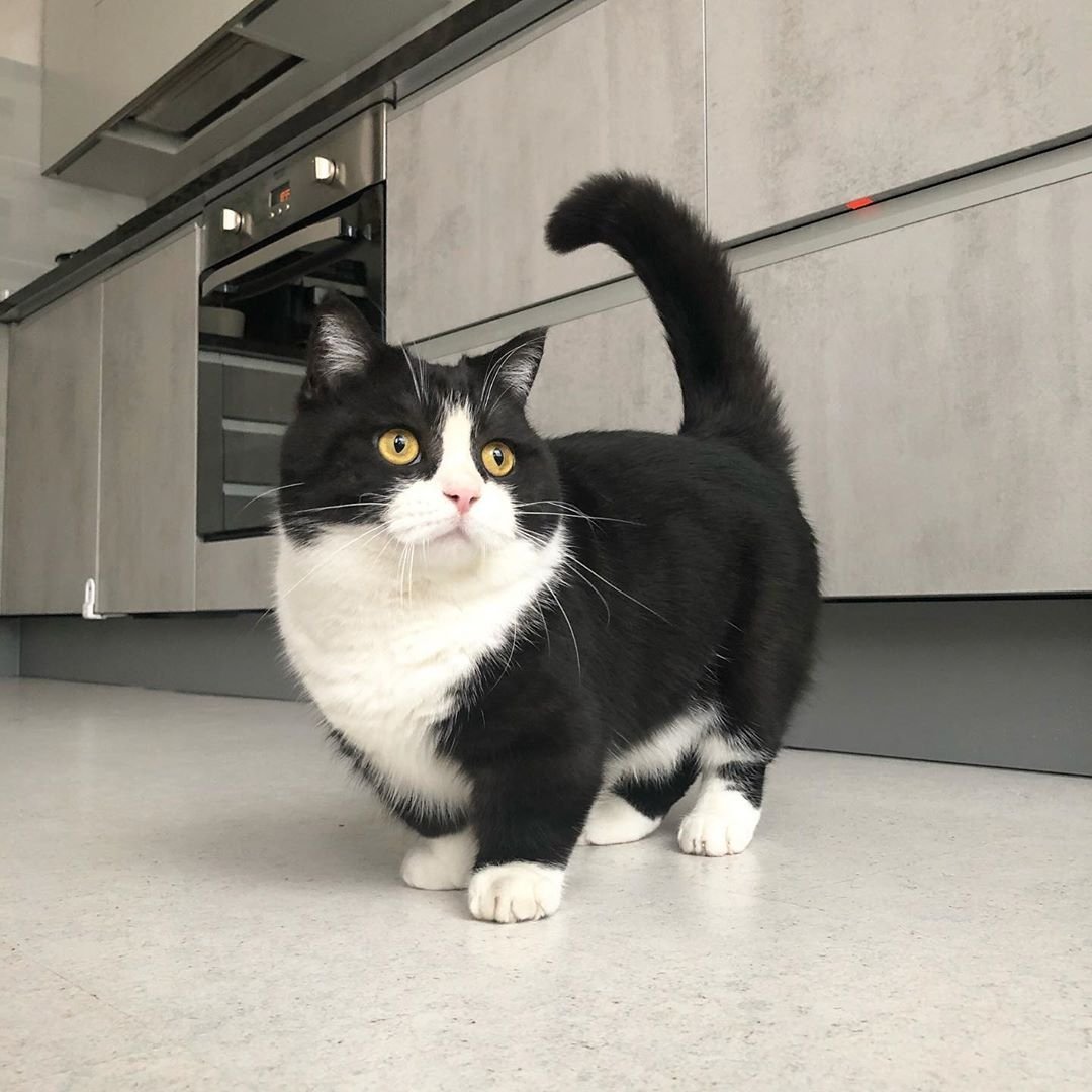 Хосико Манчкин