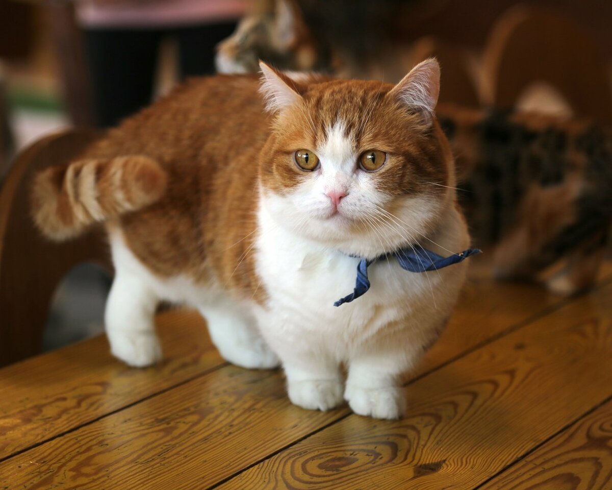 Манчкин (порода кошек)