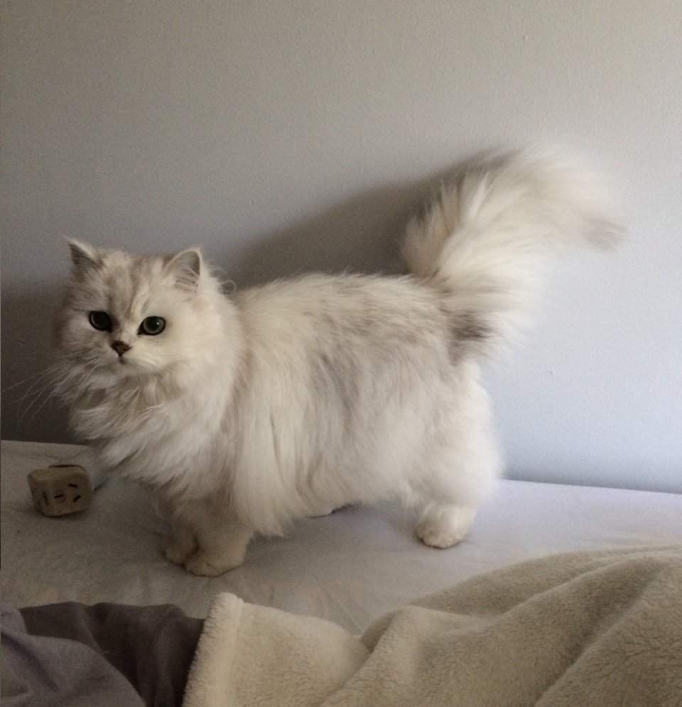 Манчкин (порода кошек)