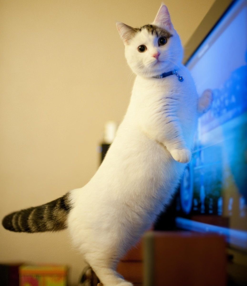 Коты Манчкин