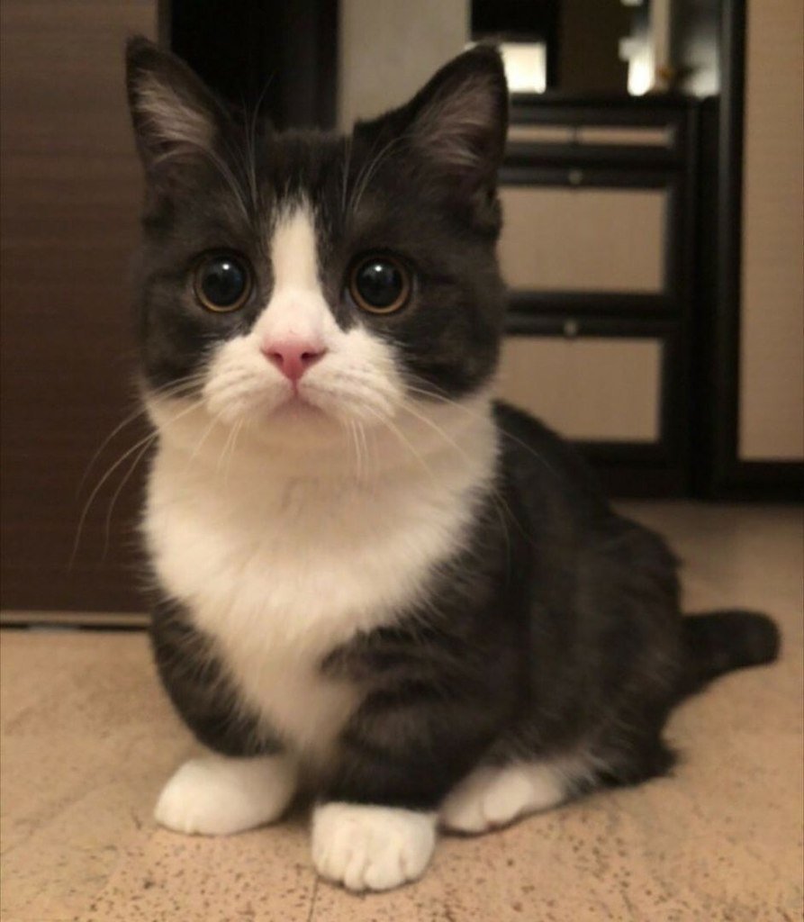 Длинношерстные коротколапые кошки