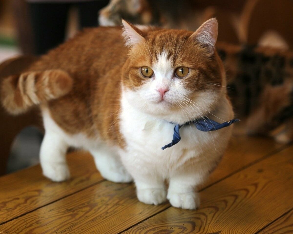 Манчкин Шотландская вислоухая