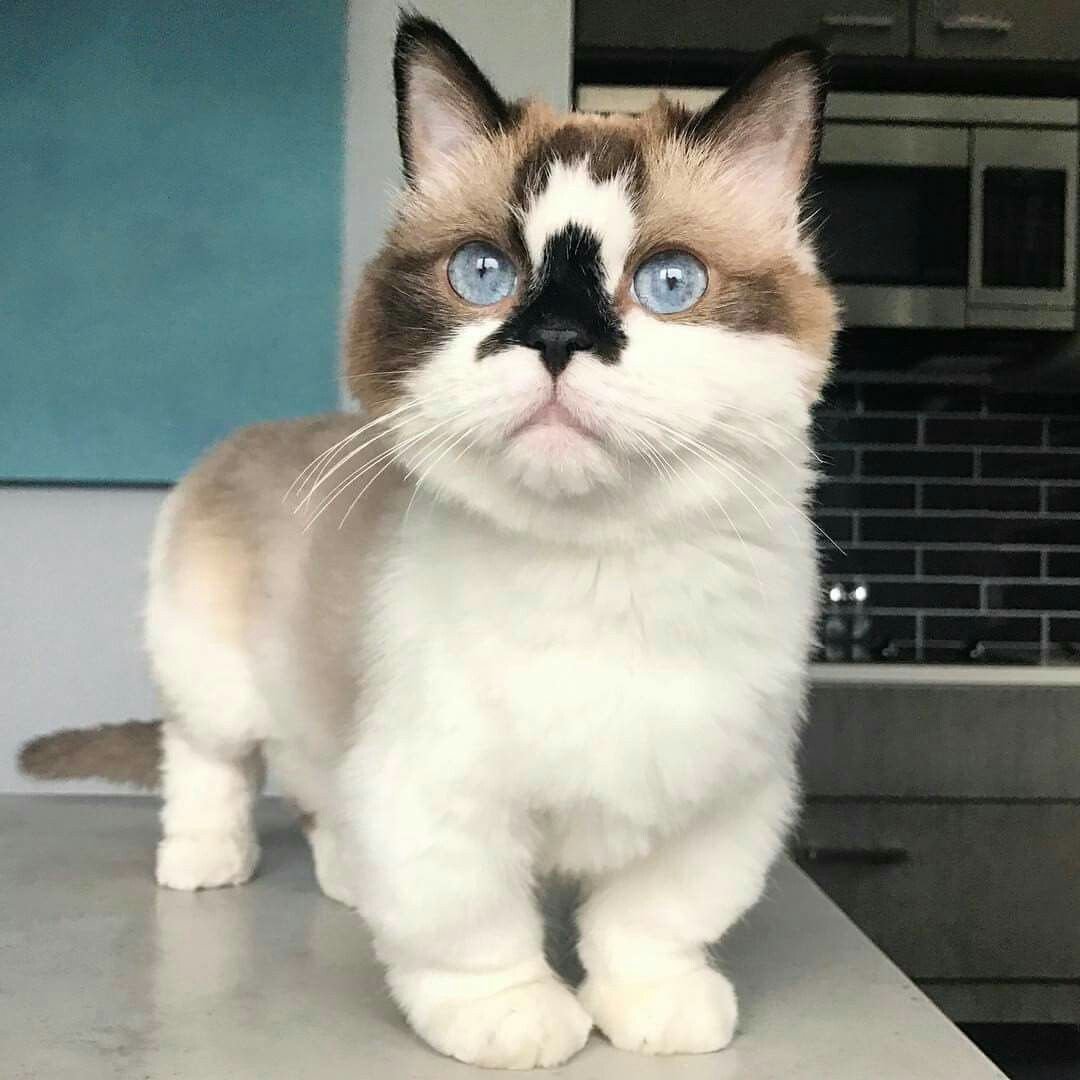 Коротконогие кошки Манчкин