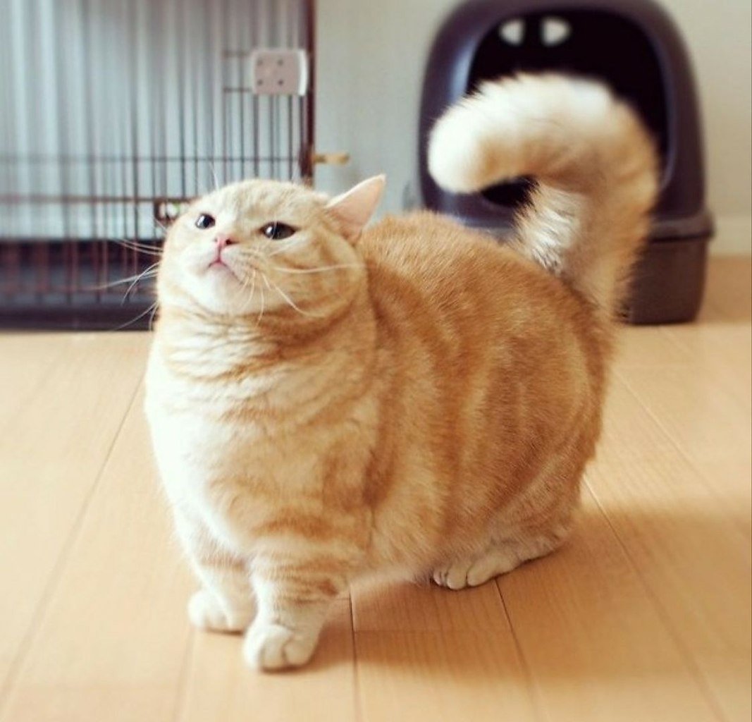 Манчкин кот