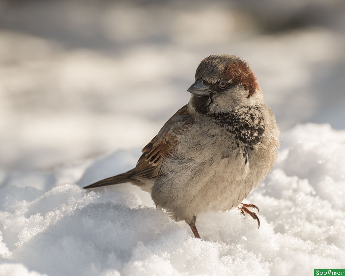 Тупики на заставку