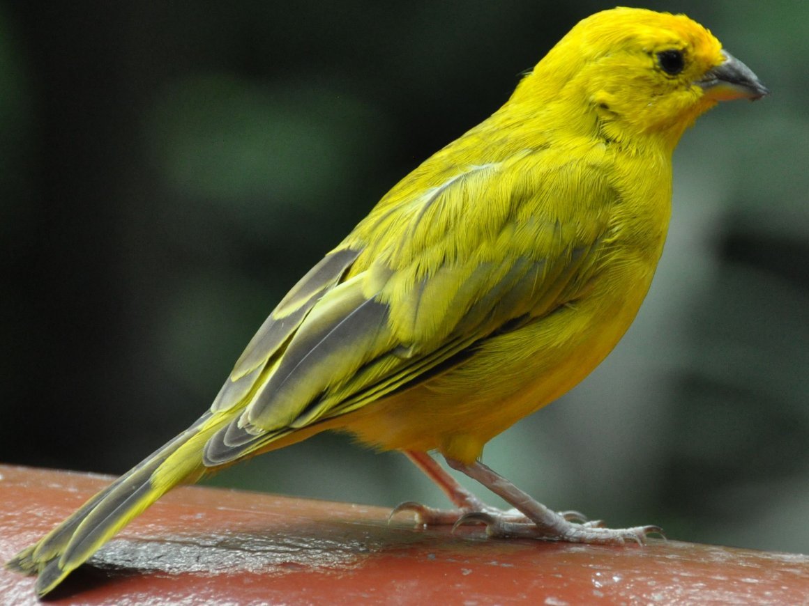 Sicalis flaveola