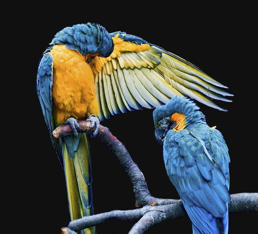 Blue & Gold Macaw Parrots