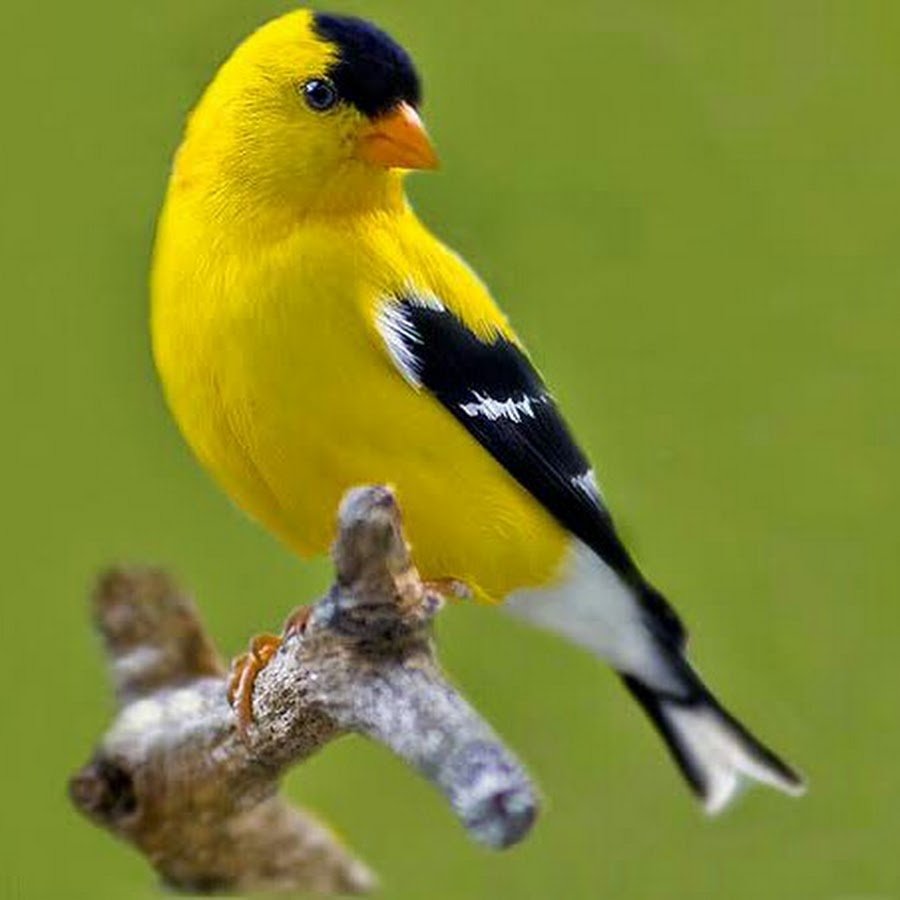 American Goldfinch птица