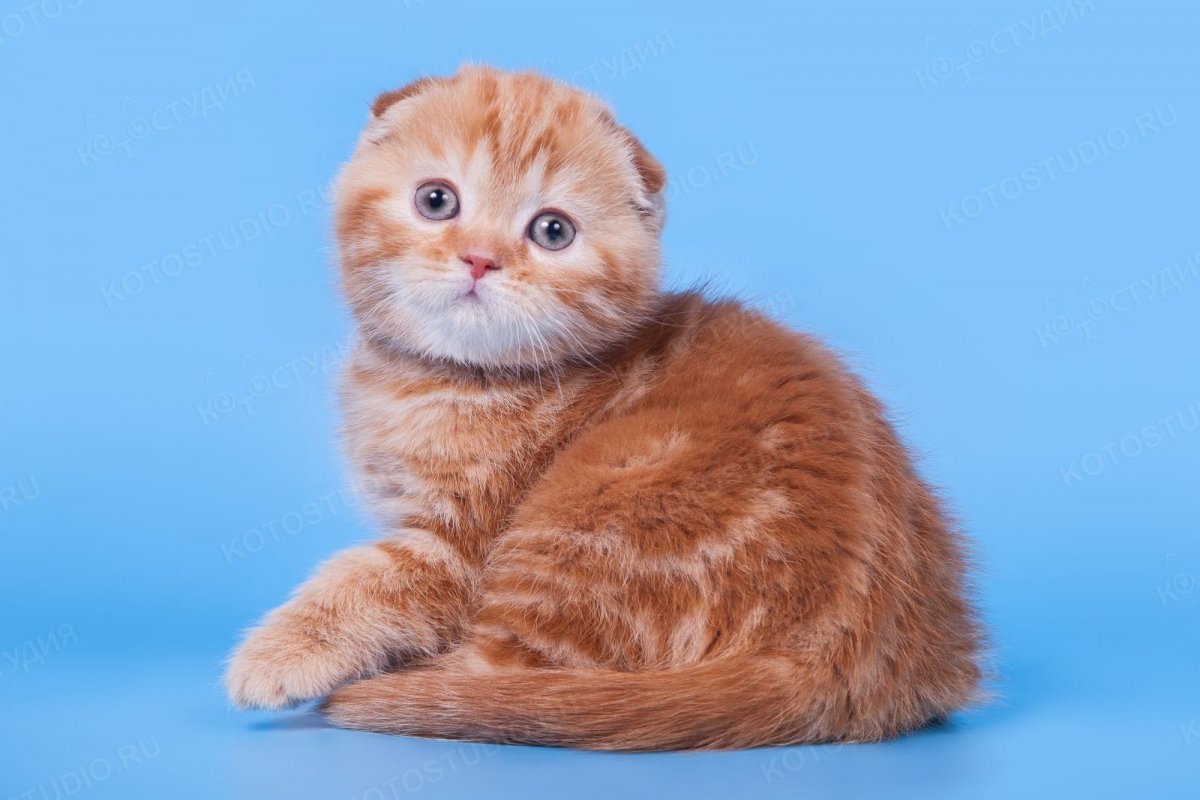 Британский вислоухий кот рыжий