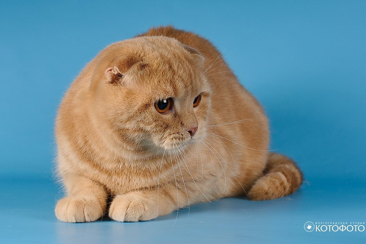 Огненно рыжий вислоухий британец