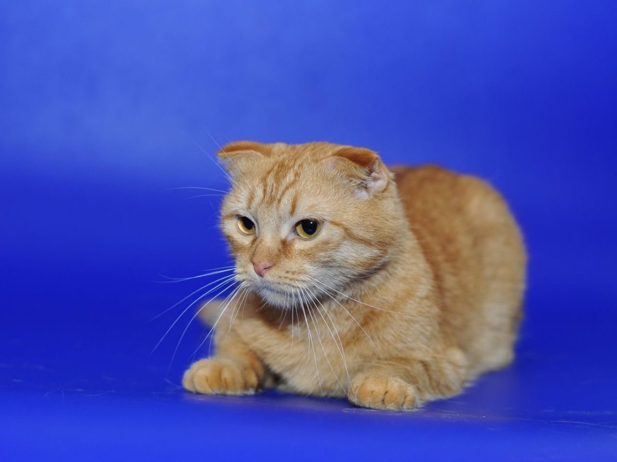 Вислоухий кот обои