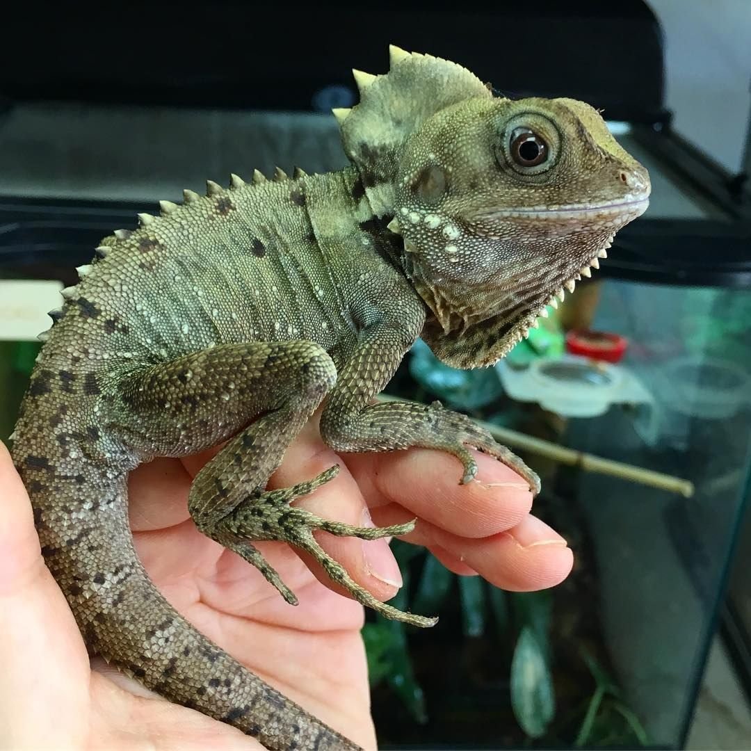 Королевская ящерица