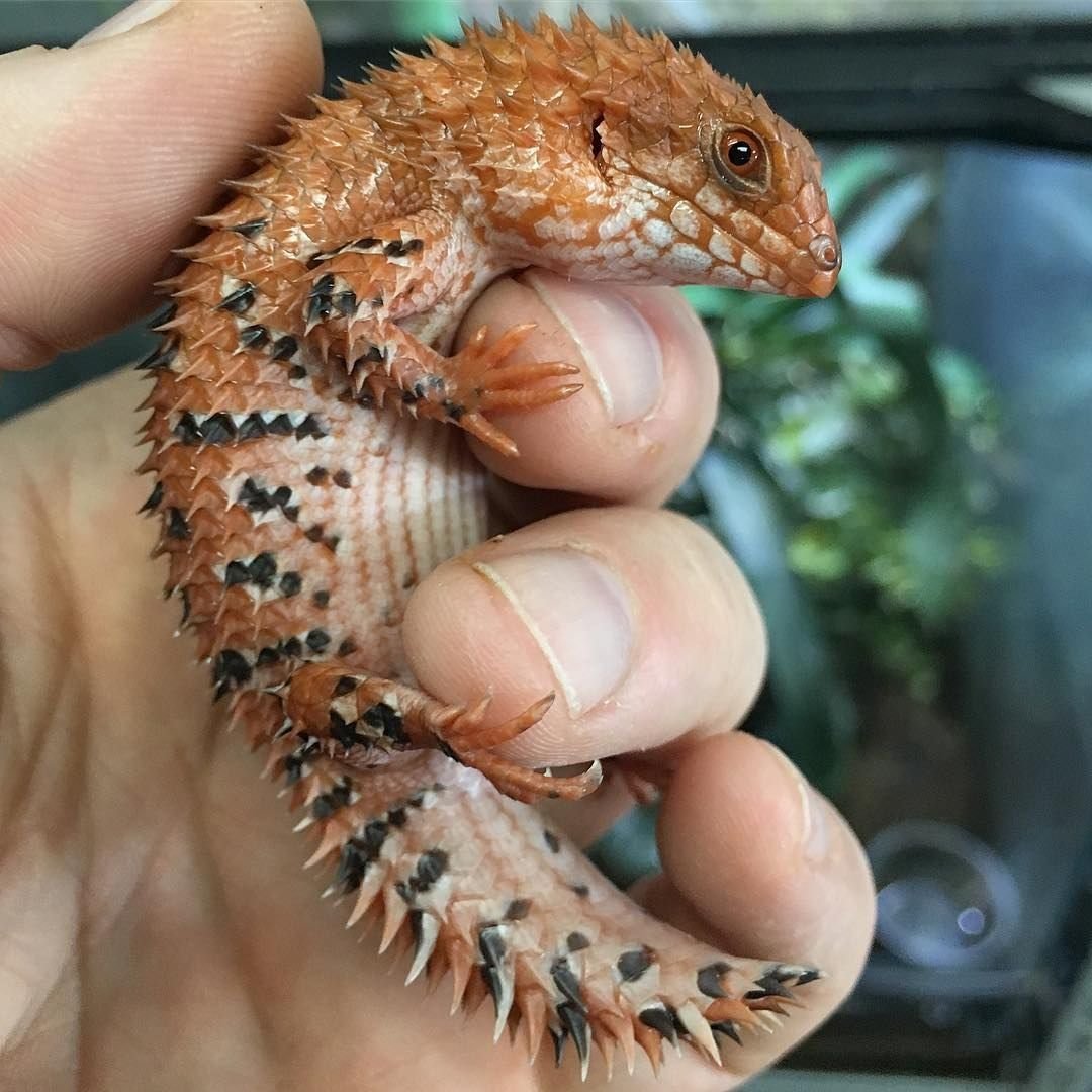 Эублефар альбинос