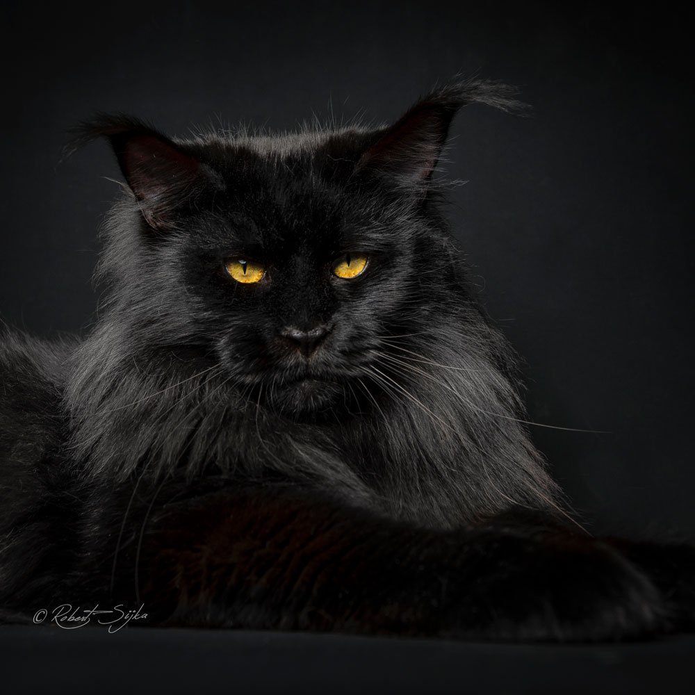 Чёрный Солид Мейн кун кошка