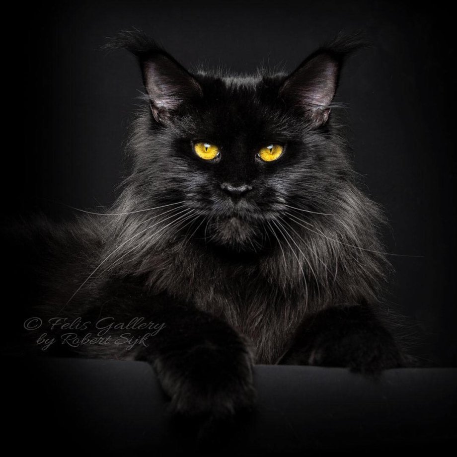Кот Мейн кун на руках