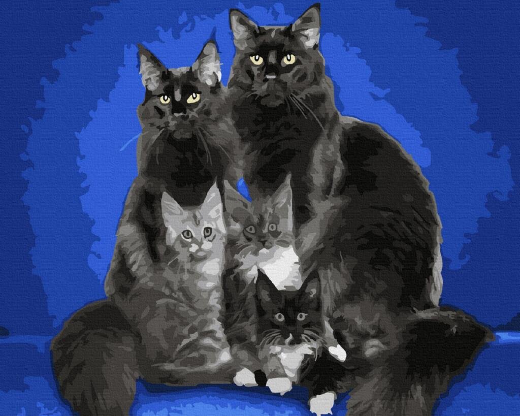 Кот Мейн кун черный