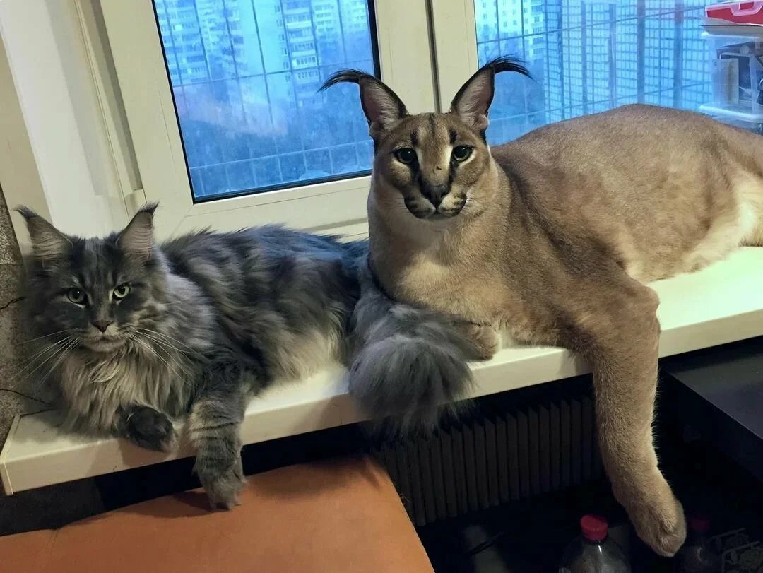 Кошка большая порода мейкун
