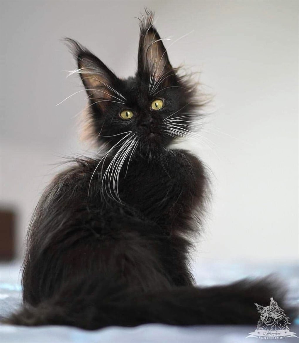 Кошка на черном фоне