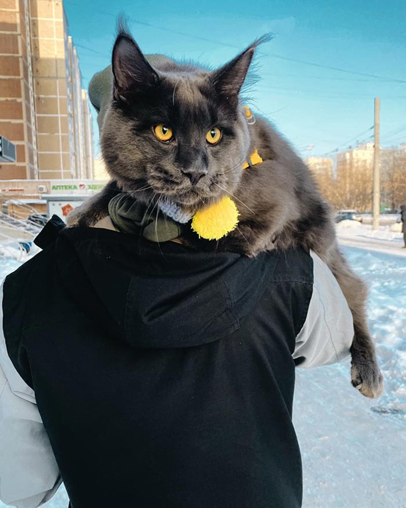 Мейн кун Роберт сижка