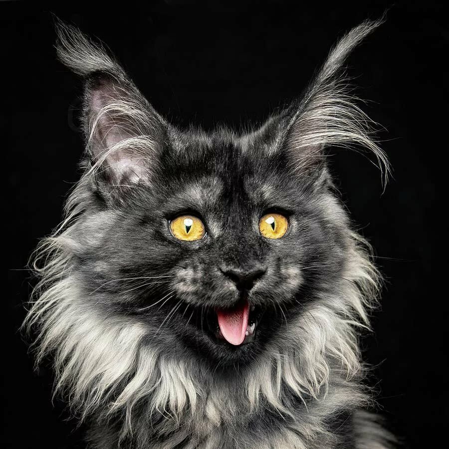 Черная кошка Мейн кун