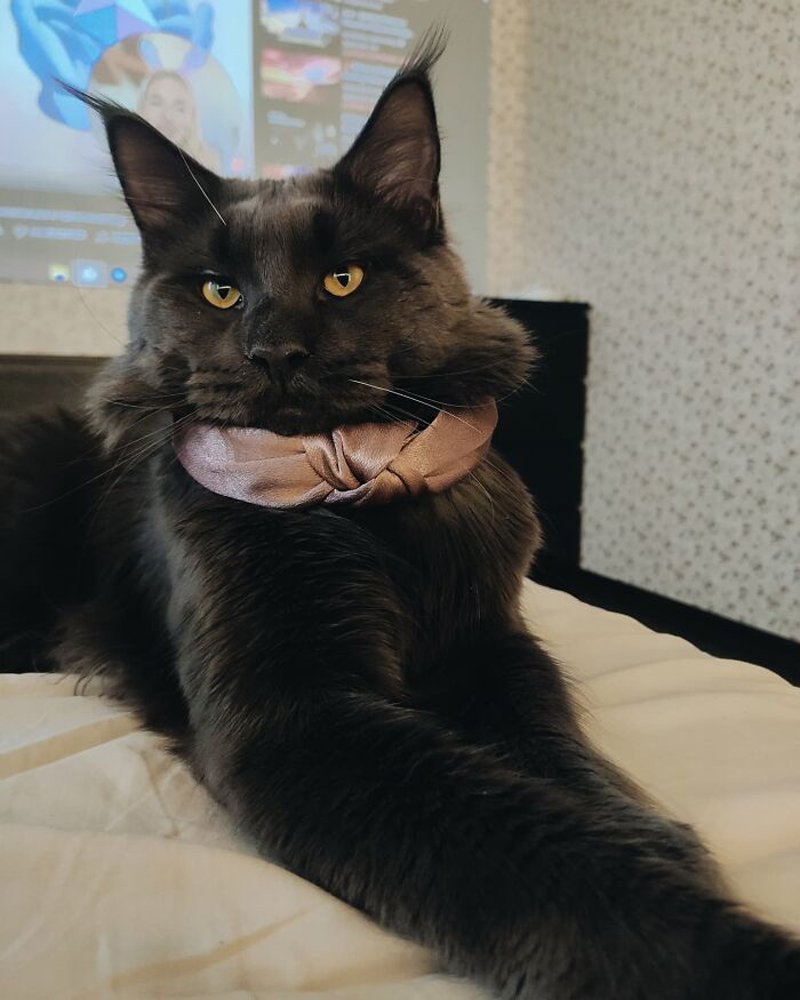 Кот Мейн кун злой