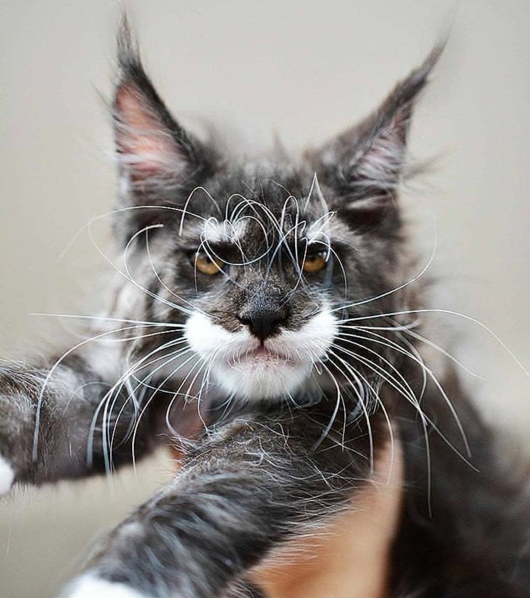 Кот Мейн кун с человеческим лицом