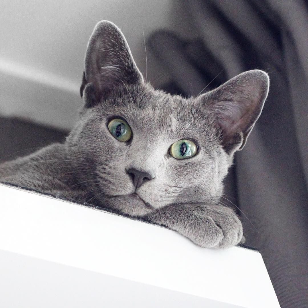 Серый котенок русская голубая