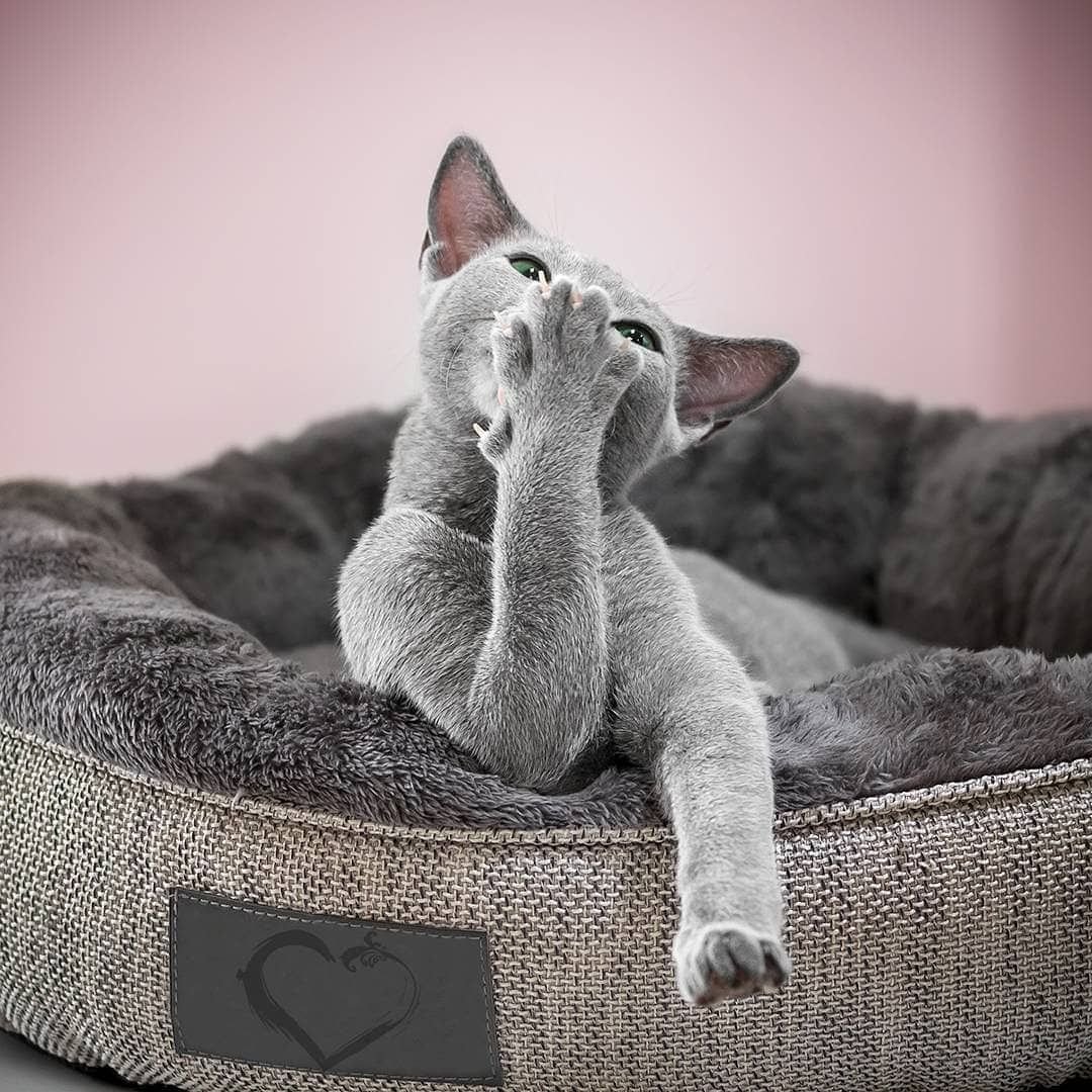 "Русская голубая"